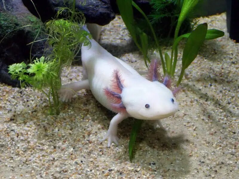 axolotl2