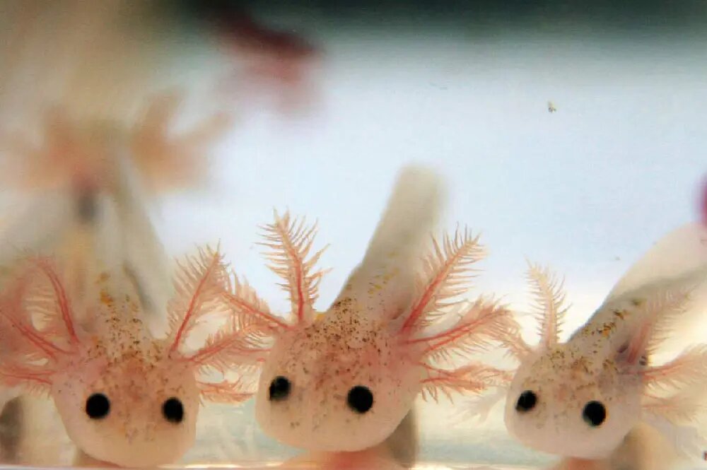 axolotlpets