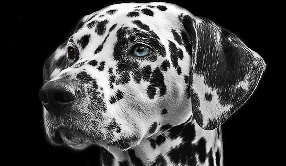 dalmatian_dog_2