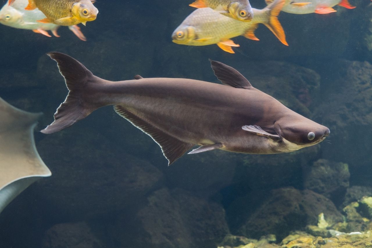 iridescent-shark-fish