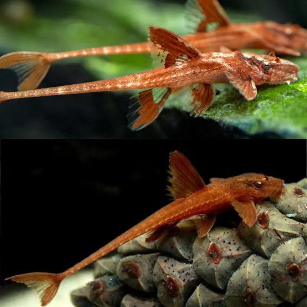 red-whiptail-catfish