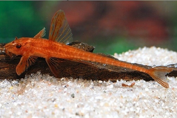 ryba-loricaria-czerwona-red