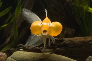 2-bubble-eye-goldfish-jean-michel-labat