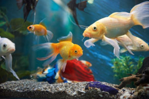 importance_of_fish_and_aquariums_in_vastu