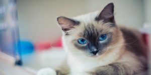 ragdoll
