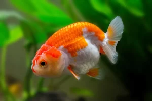 rachu-goldfish_fish